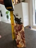 Estimation de Sculpture en Bronze – Chat sur un Socle en Marbre Rouge