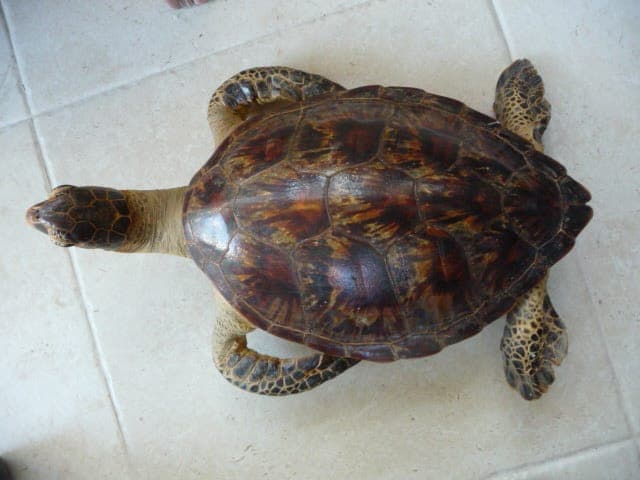 Estimation de Prix pour un Meuble Ancien en Forme de Tortue Naturalisée – Dimensions 60cm x 38cm