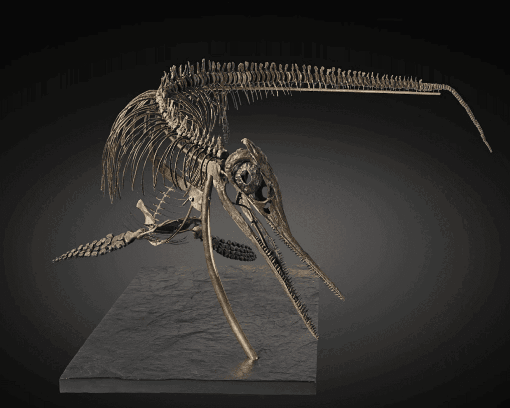Fossile de dinosaure